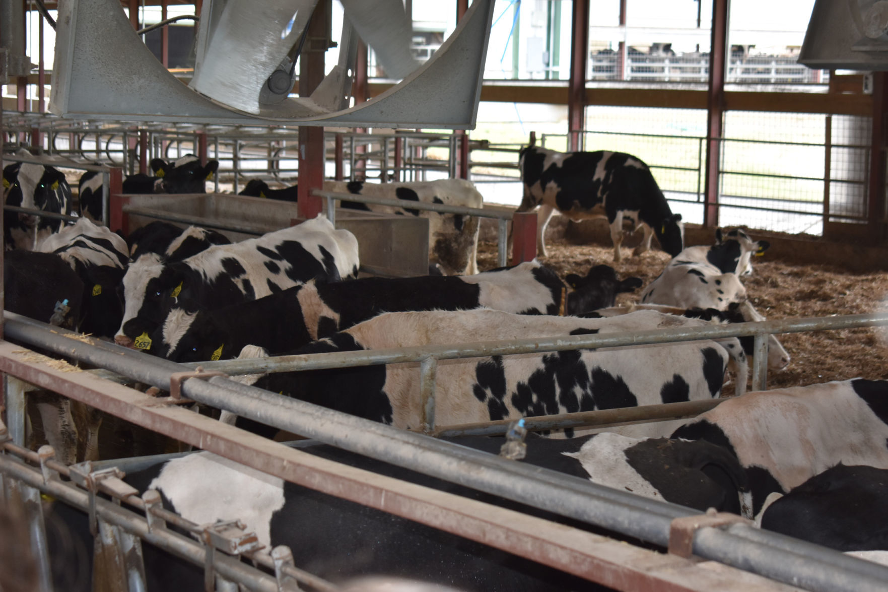 Cool cows